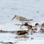 ringed Curlew Sandpiper