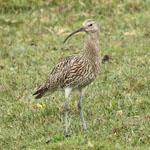Curlew Outer Hebrides Birds