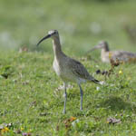 Curlew, Outer Hebrides
