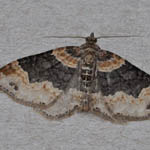 Dark-barred Twin-spot Carpet - Outer Hebrides Moths