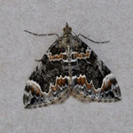 Dark Marbled Carpet - Outer Hebrides Moths
