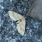Dark Spinach moth, Outer Hebrides