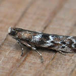 Delplanqueia dilutella, Outer Hebrides moths