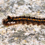 Drinker moth caterpillar - Outer Hebrides