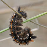 Drinker moth caterpillar