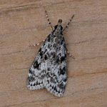 Eudonia truncicollela - Outer Hebrides Moths