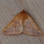 Feathered Thorn - Outer Hebrides Moths