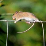Field Mouse - Outer Hebrides Mammals