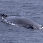 Fin Whale Outer Hebrides