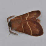 Fox Moth - Outer Hebrides Moths
