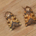 Frosted Orange moths