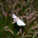 Ghiost Moth