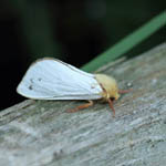 male Ghost Moth, Outer Hebrides