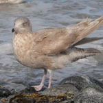 hybrid Glaucous Gull