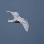 2nd winter Glaucous Gull, Outer Hebrides