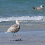 juvenile Glaucous Gull with Great Black-backed Gull