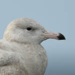 Glaucous Gull, Outer Hebrides