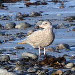 juvenile Glaucous Gull, North Uist