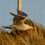 juvenile Glaucous Gull - Outer Hebrides Birds