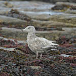 Glaucous Gull, Kildonan