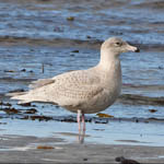 Glaucous Gull, South Uist