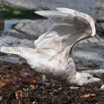 Glaucous Gull, South Uist