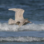 Glaucous Gull - tail band