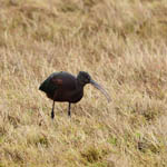 Glossy Ibis, Outer Hebrides