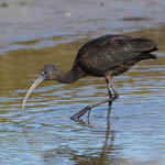 Glossy Ibis, Grenitote