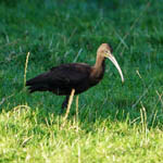 Glossy Ibis, Outer Hebrides