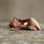 Gold Spangle - Outer Hebrides moths