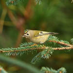 Goldcrest