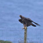 Golden Eagle, South Uist
