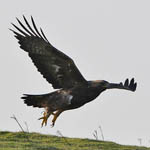 Golden Eagle Outer Hebrides