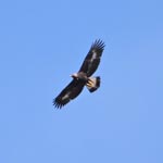 immature Golden Eagle, Outer Hebrides