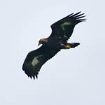 juvenile Golden Eagle