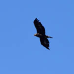 immature Golden Eagle, Outer Hebrides