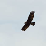 Golden Eagle, North Uist