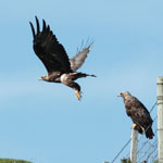 Golden Eagles - Outer Hebrides Birds