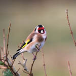 Goldfinch, Lewis