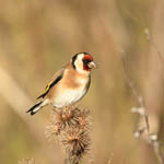 Goldfinch, Outer Hebrides