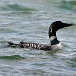 Great Northern Diver, South Uist