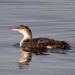 Great Northern Diver,winter plumage