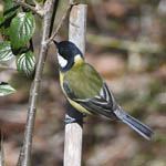 Great Tit, South Uist