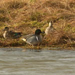 Green-winged Teal, Balranald