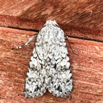 Grey Chi, Outer Hebrides moths