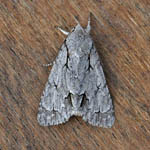 Grey Dagger, Outer Hebrides moths