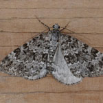 Grey Mountain Carpet - Outer Hebrides Moths
