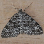 Grey Mountain Carpet - Outer Hebrides Moths
