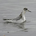 Grey Phalarope, South Uist